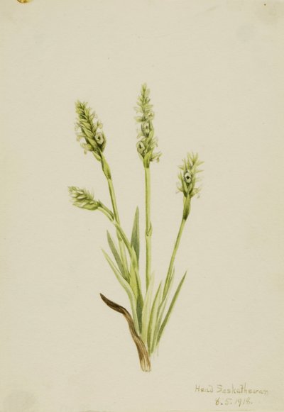 Ibidium strictum (Ibidium strictum) - Mary Vaux Walcott
