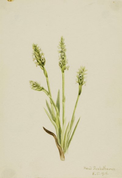 Ladies-Tresses à capuchon Ibidium strictum, 1918 - Mary Vaux Walcott