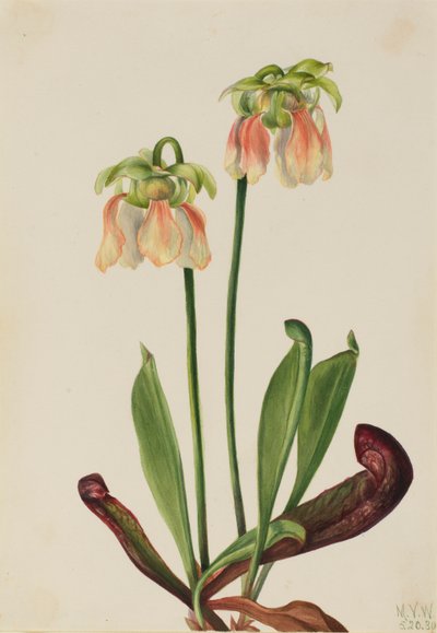 Sarracénie hybride (Sarracenia minor x psittacina) - Mary Vaux Walcott