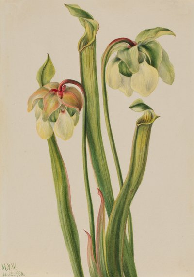 Plante hybride Sarracenia minor, 1930 - Mary Vaux Walcott
