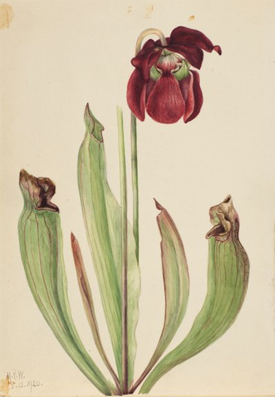 Plante hybride Sarracenia rubra x purpurea venosa - Mary Vaux Walcott