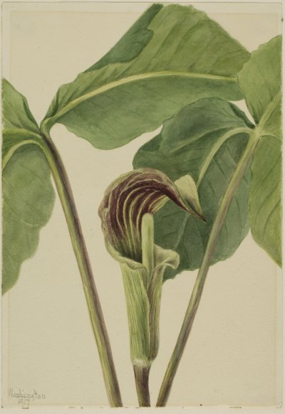Arisème petit-prêcheur - Mary Vaux Walcott