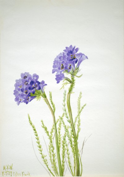 Echelle de Jacob (Polemonium viscosum) - Mary Vaux Walcott