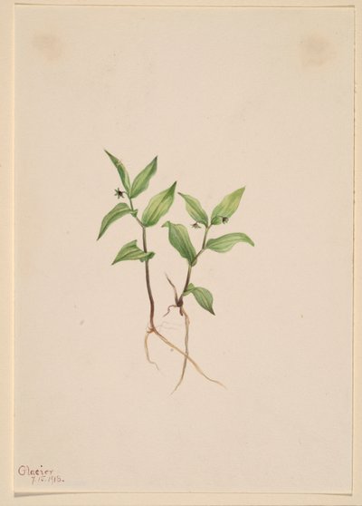 Kruhsea (Kruhsea streptopoides) - Mary Vaux Walcott