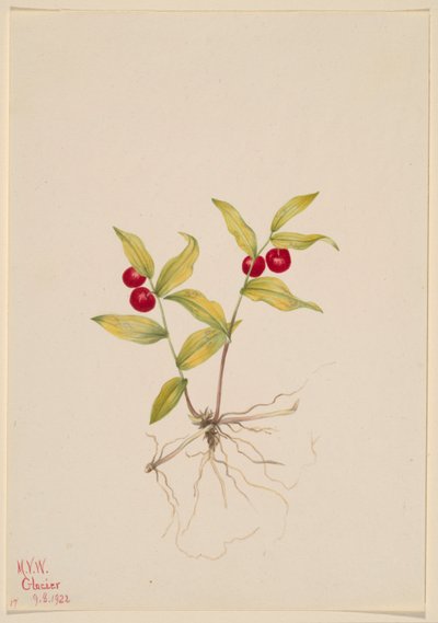 Kruhsea (Kruhsea streptopoides) - Mary Vaux Walcott