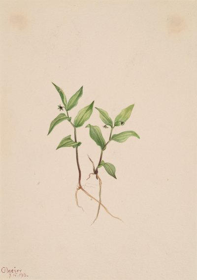 Kruhsea Kruhsea streptopoides, 1913 - Mary Vaux Walcott