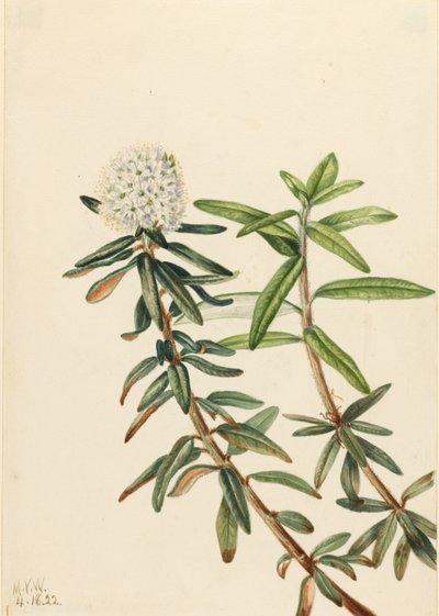 Thé du Labrador (Ledum groenlandicum) - Mary Vaux Walcott