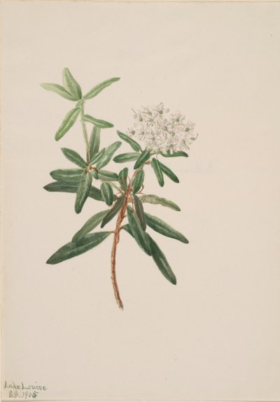 Thé du Labrador (Ledum groenlandicum) - Mary Vaux Walcott