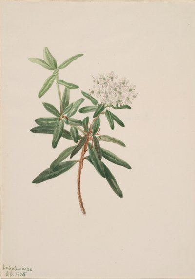 Thé du Labrador Ledum groenlandicum, 1905 - Mary Vaux Walcott