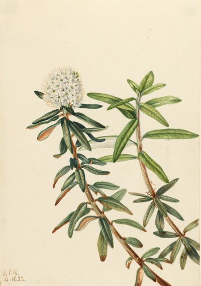 Thé du Labrador Ledum groenlandicum, 1922 - Mary Vaux Walcott