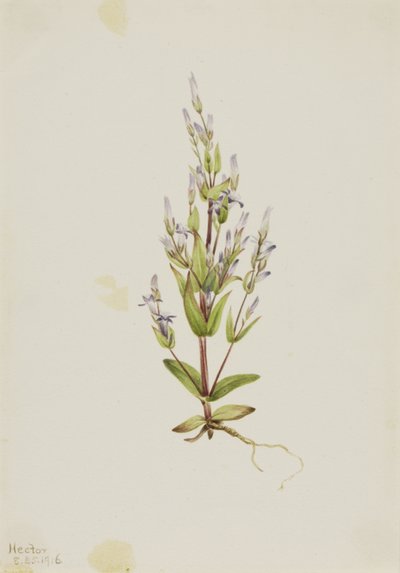 Gentiane échelle Gentiana acuta - Mary Vaux Walcott