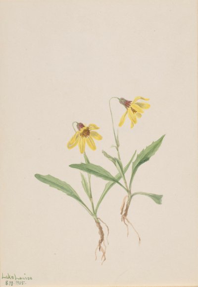Lac Louise Arnica - Mary Vaux Walcott