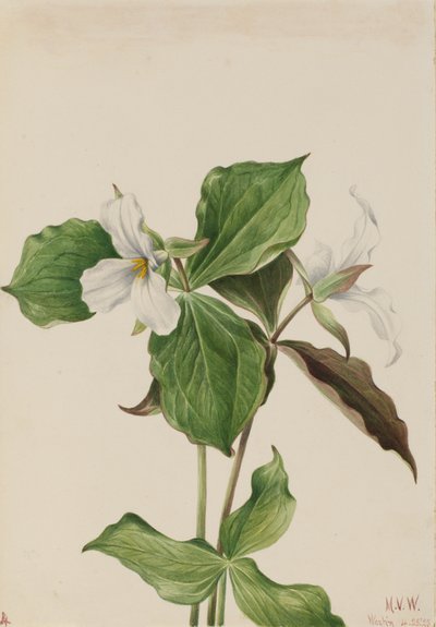 Grand Trille blanc Trillium grandiflorum - Mary Vaux Walcott