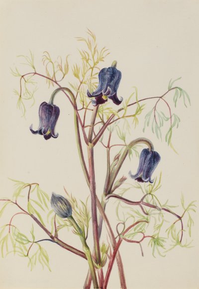 Fleur de cuir (Clematis hirsutissima) - Mary Vaux Walcott