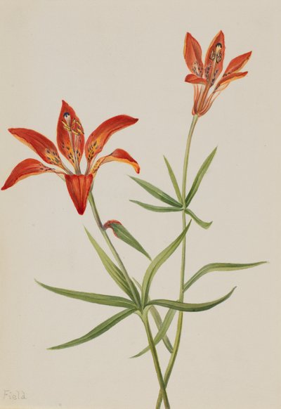 Lys Lilium montanum, vers 1900-1920 - Mary Vaux Walcott