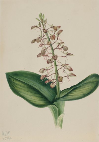 Liparis liliaire (Liparis liliifolia) - Mary Vaux Walcott