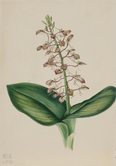 Liparis liliifolia - Mary Vaux Walcott