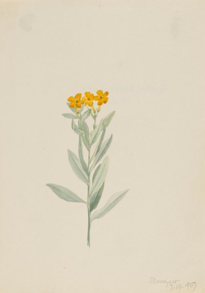 Lithospermum canescens - Mary Vaux Walcott