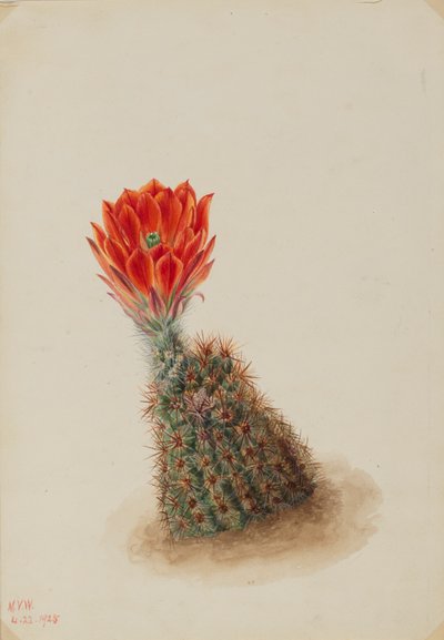 Cactus Fraisier de Lloyd Echinocereus lloydii - Mary Vaux Walcott