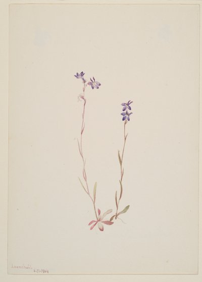 Lobélie Kalmii - Mary Vaux Walcott