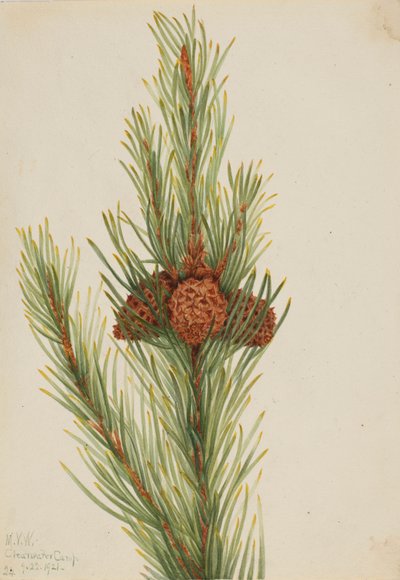 Pin tordu (Pinus Contorta murrayana) - Mary Vaux Walcott