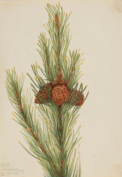 Pin Lodgepole Pinus Contorta murrayana - Mary Vaux Walcott