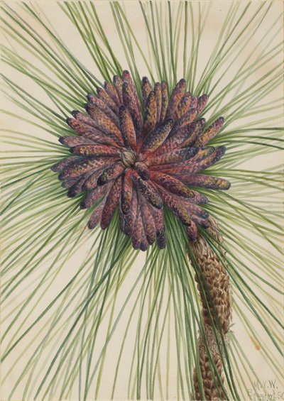 Pin des marais Pinus palustris, 1929 - Mary Vaux Walcott