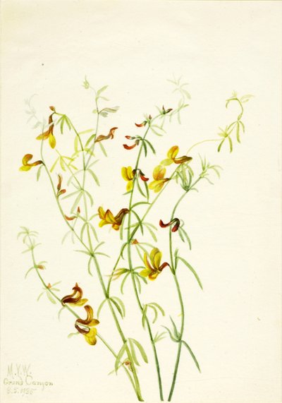 Lotus puberulus - Mary Vaux Walcott