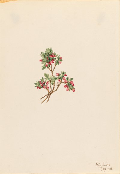 Airelle basse (Vaccinium caespitosum) - Mary Vaux Walcott