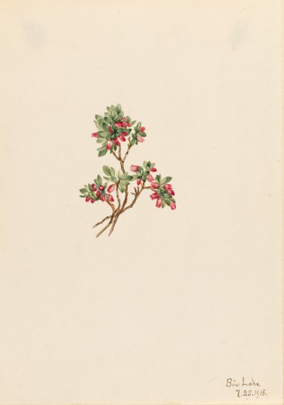 Airelle Vaccinium caespitosum, 1918 - Mary Vaux Walcott