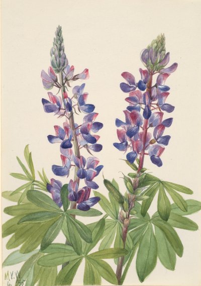 Lupin Lupinus fornosus, 1935 - Mary Vaux Walcott