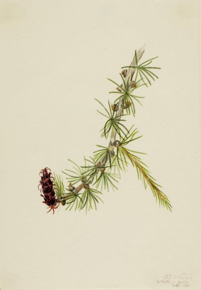 Mélèze de Lyall - Mary Vaux Walcott