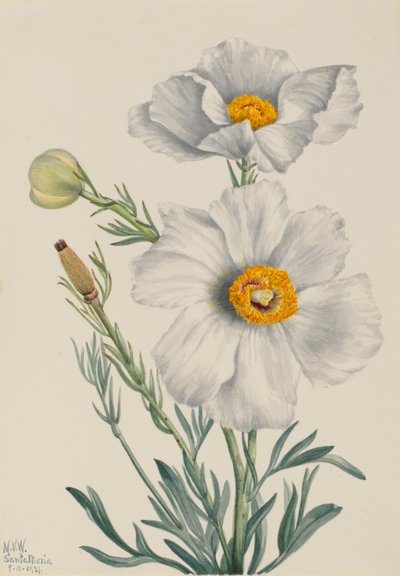 Pavot de Matilija (Romneya coulteri) - Mary Vaux Walcott