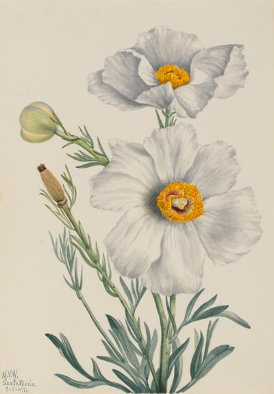 Pavot Matilija Romneya coulteri - Mary Vaux Walcott