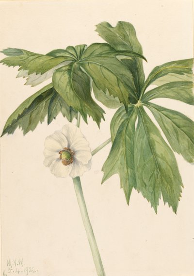 Mayapple Podophyllum peltatum - Mary Vaux Walcott