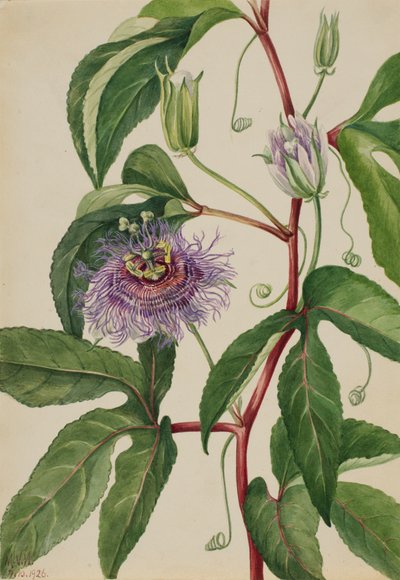 Maypop Passiflora incarnata, 1926 - Mary Vaux Walcott