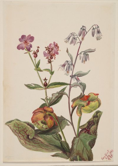 Rhexia virginica, Nabalus albus, Sarracénie pourpre (Sarracenia purpurea). - Mary Vaux Walcott