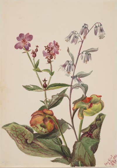 Beauté des prés Rhexia virginica, Racine de serpent Nabalus albus, Plante à pichet..., 1880 - Mary Vaux Walcott