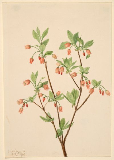 Menziesea (Menziesea glabella) - Mary Vaux Walcott
