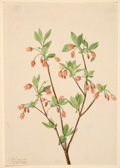 Menziesea glabella - Mary Vaux Walcott