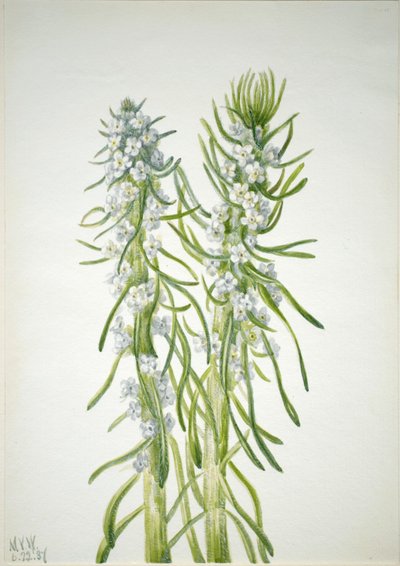 Chandelle des mineurs (Oreocarya virgata) - Mary Vaux Walcott