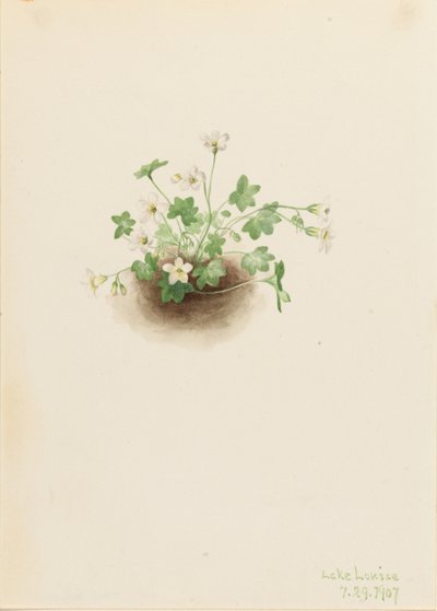 Demoiselle de brume (Romanzoffia sitchensis) - Mary Vaux Walcott