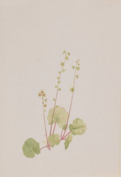 Mitella nuda, vers 1900-1920 - Mary Vaux Walcott