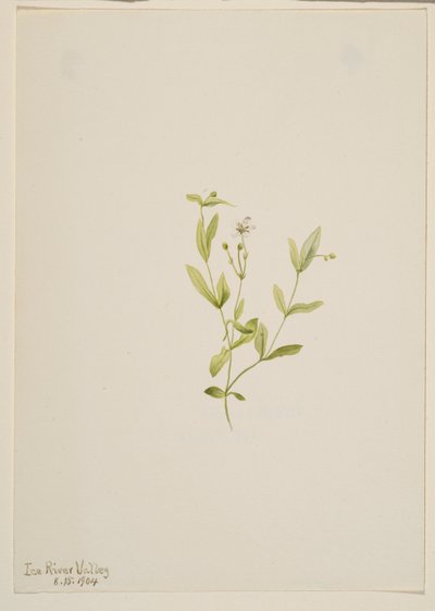Moehringia laberiflora - Mary Vaux Walcott