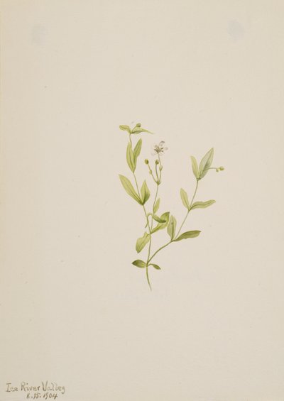 Moehringia laberiflora, 1904 - Mary Vaux Walcott