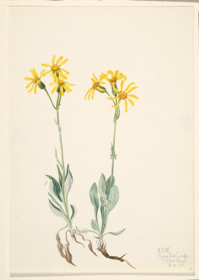 Parnassia du Montana (Parnassia montanesis) - Mary Vaux Walcott