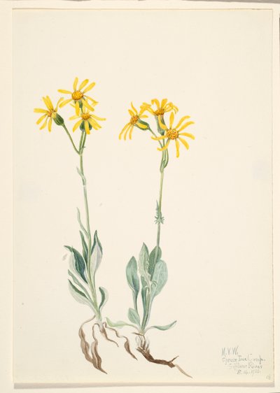 Parnassie de montagne - Mary Vaux Walcott