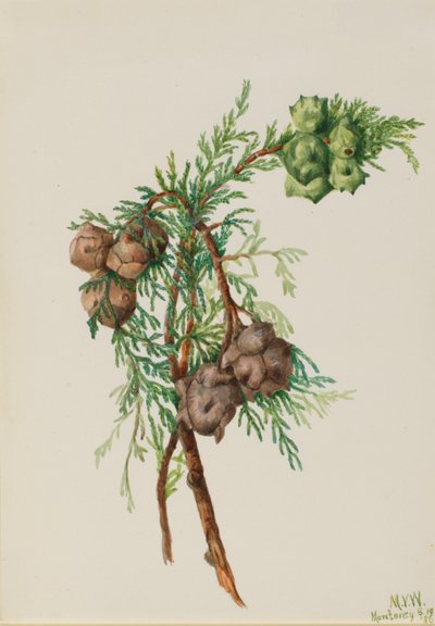 Cyprès de Monterey (Cupressus macrocarpa) - Mary Vaux Walcott