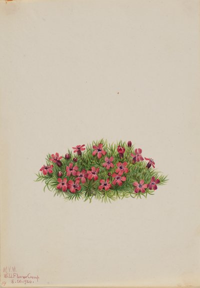 Silène acaule, 1924 - Mary Vaux Walcott