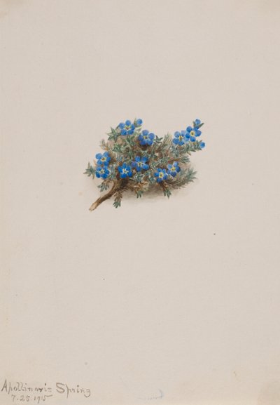Myosotis (Eritichum elongatum) - Mary Vaux Walcott